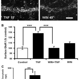 Cannabinoid receptor agonists block the steady state increase in AMPAR ...