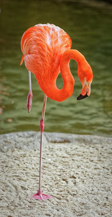 Flamingo portrait showing isolated bird standing one one leg Photograph by Mohamed Abdelrazek ...