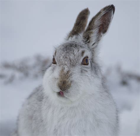 Mountain hare, Scotland | Mountain hare, Scotland. For licen… | Flickr