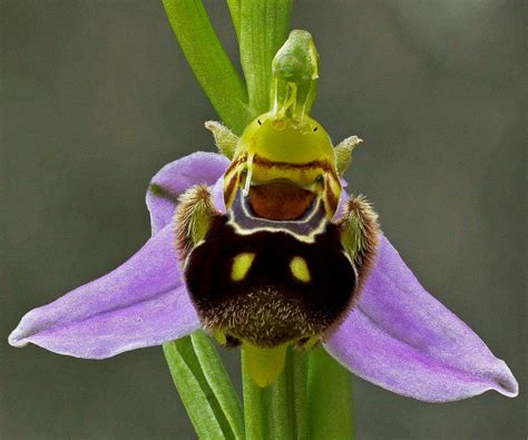 Bee orchid by rajaced on DeviantArt