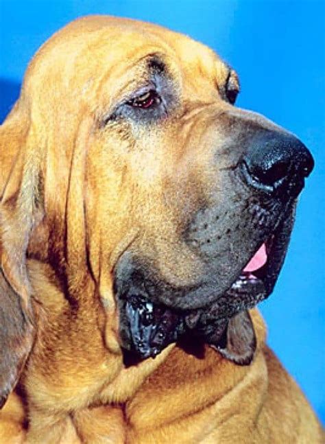 Different Colors Of Bloodhounds - All You Need to Know. - Canine Pals