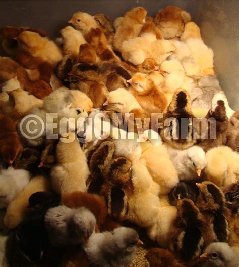 Day old chicks | BackYard Chickens - Learn How to Raise Chickens