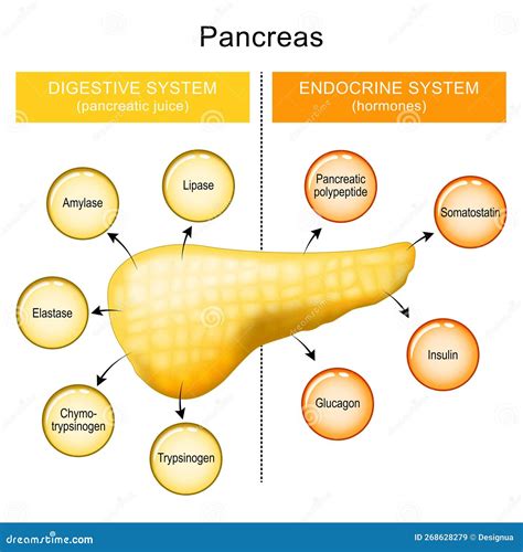 Insulin And Glucagon Vector Illustration Diagram. Educational Medical Information ...