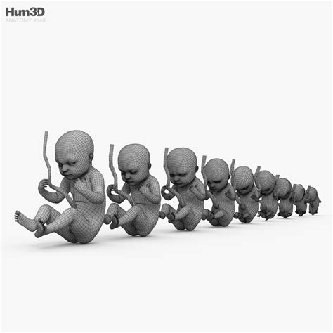 Human Fetus 3D model - Download Anatomy on 3DModels.org