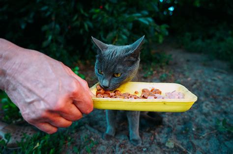 feeding stray cats in abu dhabi - In Babin