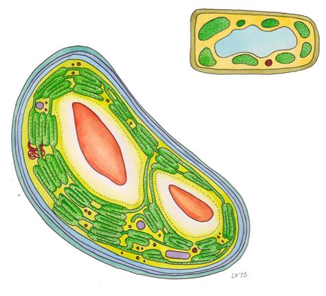 Chloroplast and plant cell diagram - Lizzie Harper