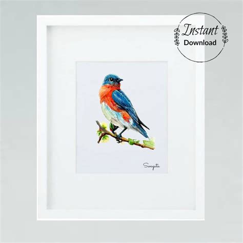 Eastern Bluebird Watercolor Painting Digital Download 5X7 & - Etsy