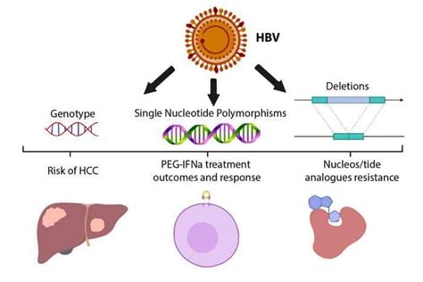 Understand what HBV-DNA viral load test is and why seroconversion ...