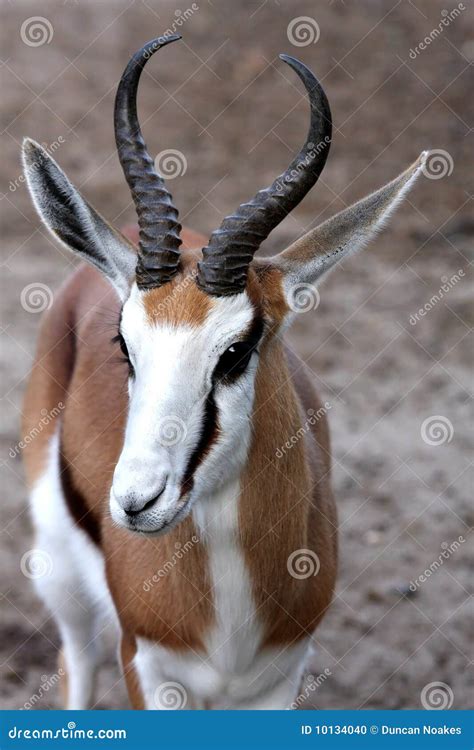 Springbok Antelope stock photo. Image of antelope, animal - 10134040