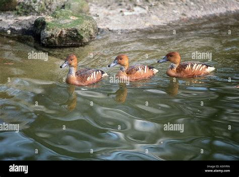 zoology / animals, avian / birds, Fulvous Whistling Duck, (Dendrocygna ...