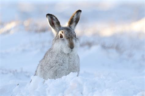 Hare Snow Wildlife Winter Wallpaper - Resolution:2048x1364 - ID:1070357 ...