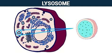 Lysosomes - Structure and Function of Lysosomes in a Cell