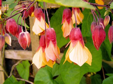 Top 10 Climbing Plants for a Small Trellis | Climbing plants, Small garden trellis, Climbing flowers