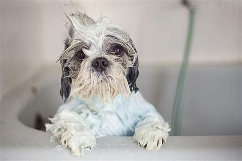 Everything I Need to Know About Human Hair I Learned From Dogs - The ...