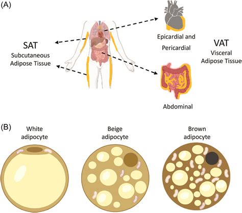 Classification Of Adipose Tissue According To Its Ana - vrogue.co