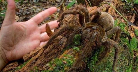 12 Facts About The Goliath Birdeater, An Unexpectedly Gentle Giant