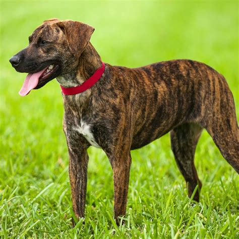 37+ Female Brindle Boxer Dog Names Image - Bleumoonproductions