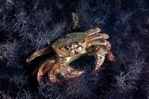 Horsehair Crab Photograph by Alexander Semenov/science Photo Library ...