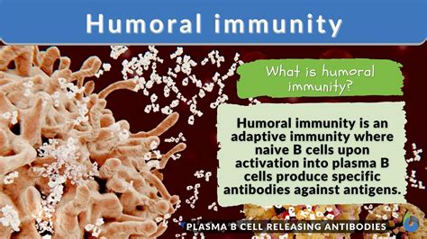 Humoral immunity - Definition and Examples - Biology Online Dictionary