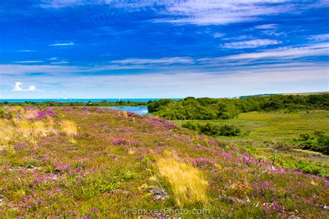 studland dorset 2017-07-13 064 - UK Landscape Photography