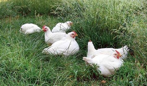 Raising Chickens for Meat: Do-It-Yourself Pastured Poultry – Mother ...