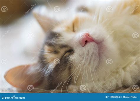 Sleeping cat on the couch stock photo. Image of kitten - 113585504