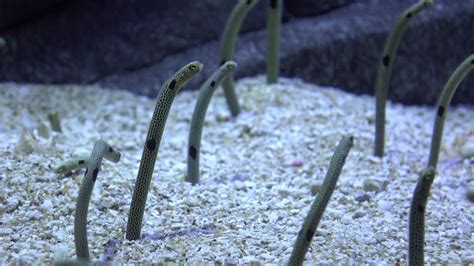 Garden Eel Buried In Sand Of Sea Floor 4k Stock Footage SBV-313096517 ...