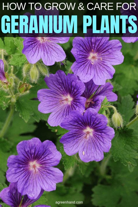 A favorite of English and Cottage Gardeners, the garden cranesbill Geranium is an excellent ...