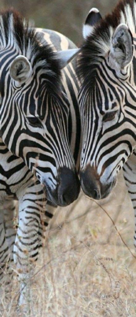 Pin by Laura Araujo on ALL CREATURES BIG & SMALL | Animals wild, Animals beautiful, Wildlife ...