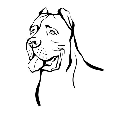 Cane Corso sketch. Portrait of a dog of the Cane Corso breed. Vector ...