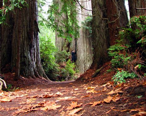 Wallpapers Unlimited: Redwood National Park, California