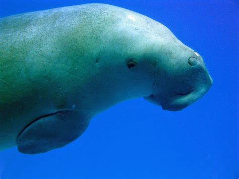 Download Animal Dugong Wallpaper