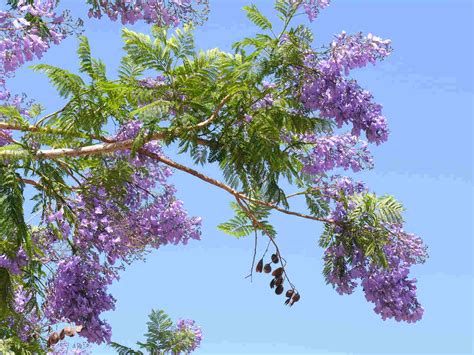 Stunning Shade Trees: Jacaranda Flowering Tree - Large