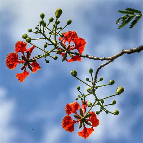 Royal Poinciana Bonsai | Flame Tree Care & Growing Guide