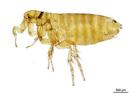 a close up of a flea bug on a white background with watermarked image