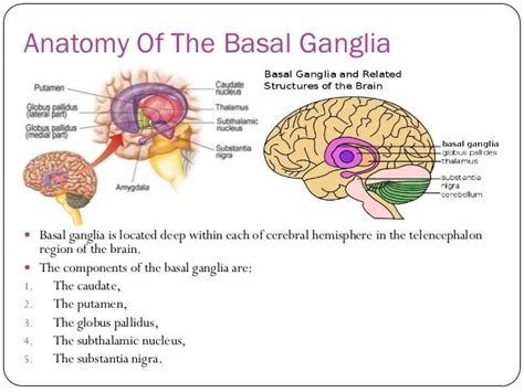 Stroke basal ganglia bleed | Basal ganglia, Basal ganglia anatomy, Brain facts