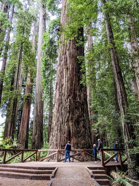 A Giant Redwoods California Guide – Bright Lights of America