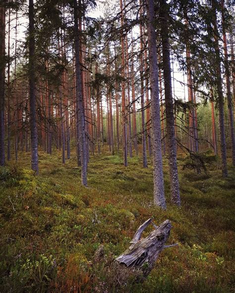 Estonian forests | Travel pictures, Places to see, Haapsalu