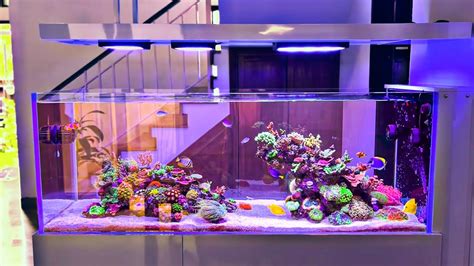 INSANE Peninsula Style Reef Tank Setup – HousePetsCare.com