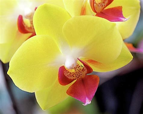 Yellow Phalaenopsis Orchids | Yellow orchid, Phalaenopsis orchid ...