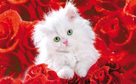 Pretty Kitty - Roses Wallpaper (25517192) - Fanpop