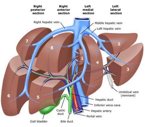 Location and Pictures of Different Organs In The Abdomen - (updated in 2022)