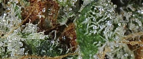 K2 Strain Review - I Love Growing Marijuana