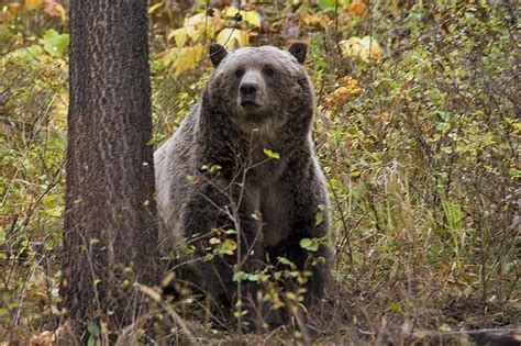 Eli Francovich: Grizzly bear near Silverwood inspired fear, but wild animals ought to be afraid ...