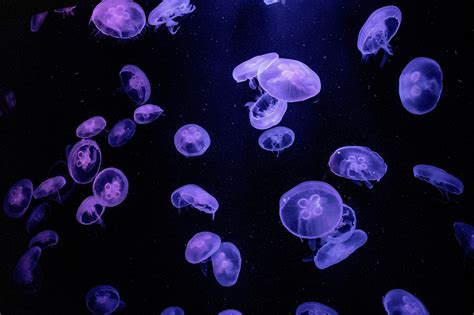 Jellyfish Wallpaper Jelly Fish - Free photo on Pixabay - Pixabay