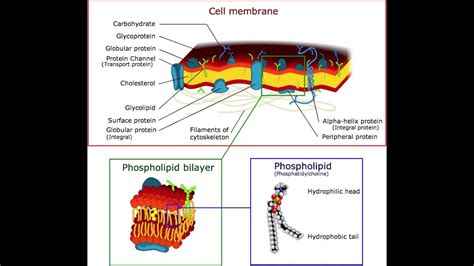 Cell Membrane Fluidity_Class-1 - YouTube