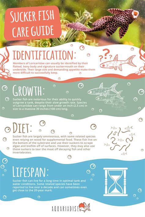 Sucker Fish: Care Sheet On The Loricariidae Family