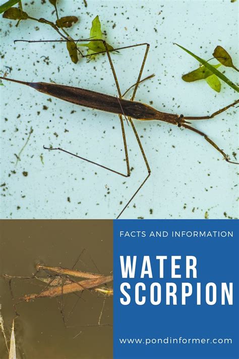 Water scorpion facts information 2023 nepidae – Artofit