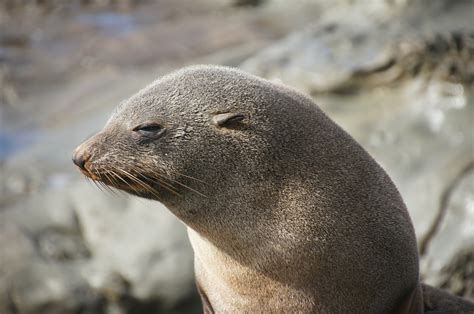 Download free photo of Seal,robbe,new zealand,coast,marine life - from needpix.com