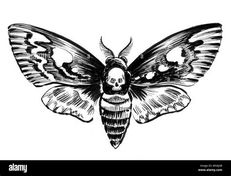 Deadly moth. Ink black and white drawing Stock Photo - Alamy